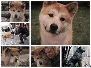 娱乐吃瓜酱怕狗大哥,揭秘“怕狗大哥”背后的故事