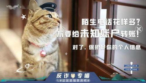 娘娘变成网红喵,萌态可掬，网络爆红背后的故事