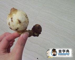 元宵幽默搞笑图片,搞笑图片带你领略欢乐时光